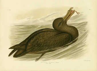Petrello gigante, 1891